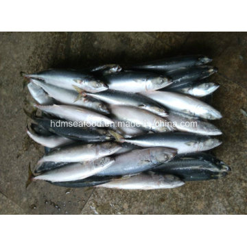 6-8 PCS / Kg Gefrorene Makrelenfische